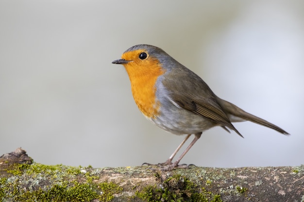 Gratis foto mooie roodborst staande op een met mos bedekte tak van een boom