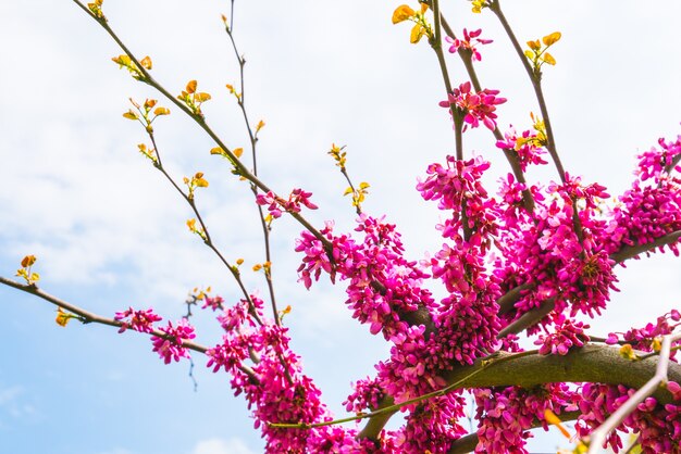 Mooie roze bloem bloesem.