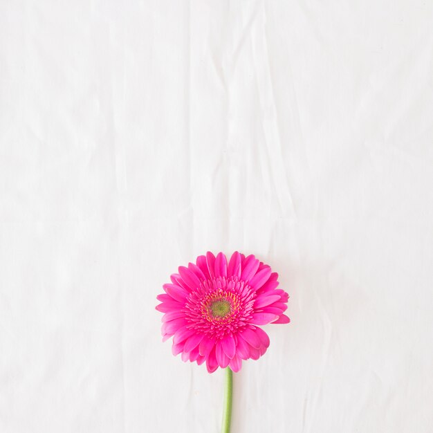 Mooie roze bloem op groene stengel