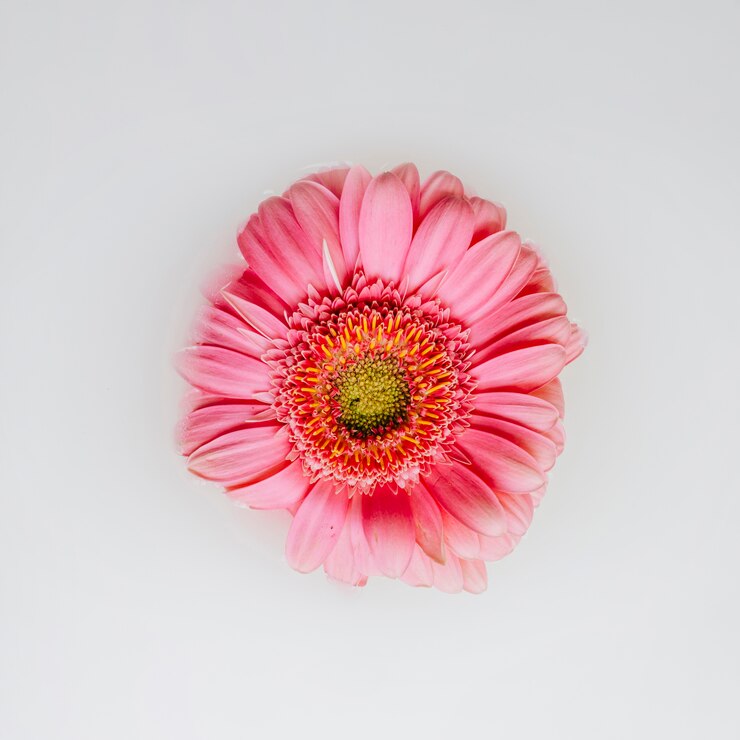 Gratis Foto mooie roze bloem