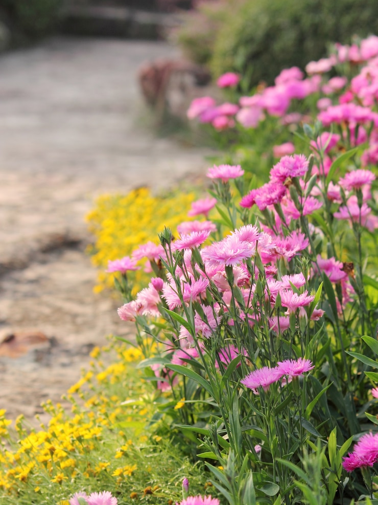 Gratis Foto mooie roze en gele bloemen