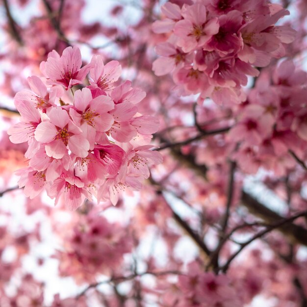 Mooie roze perzikboom bloesem