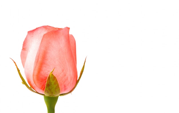 Mooie roze roos op een witte achtergrond