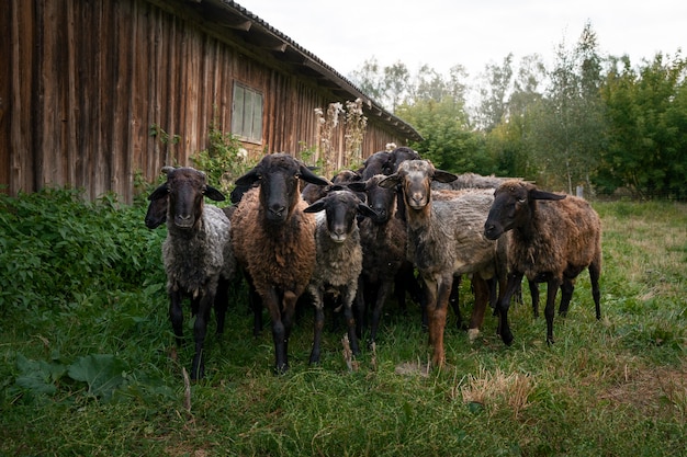 Gratis foto mooie schapenkudde buiten