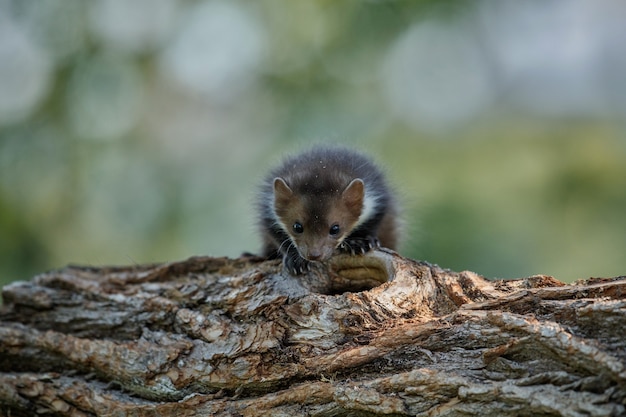 Gratis foto mooie schattige beukenmarter