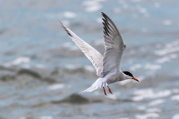 Mooie selectieve focus shot van een vliegende arctic tern-vogel