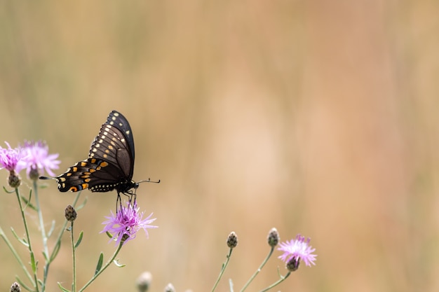 Mooie selectieve opname van een zwarte zwaluwstaartvlinder die een paarse distelbloem bestuift