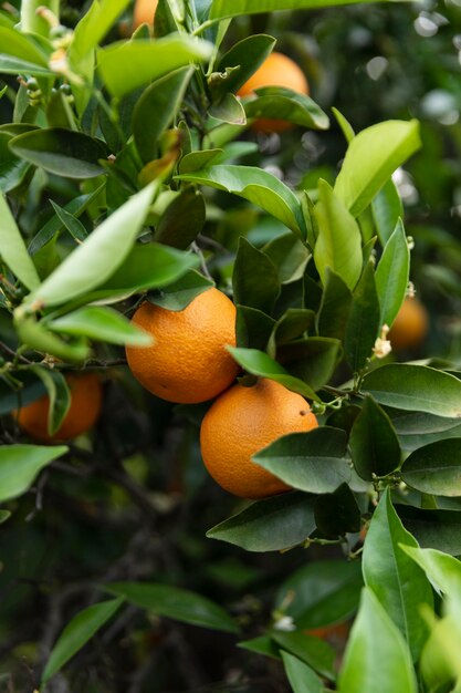 Mooie sinaasappelboom met rijp fruit