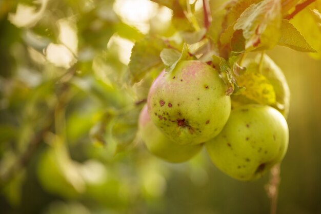 Mooie smakelijke verse appels op boom Toning