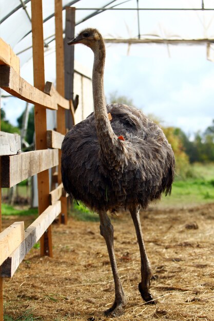 Mooie struisvogel