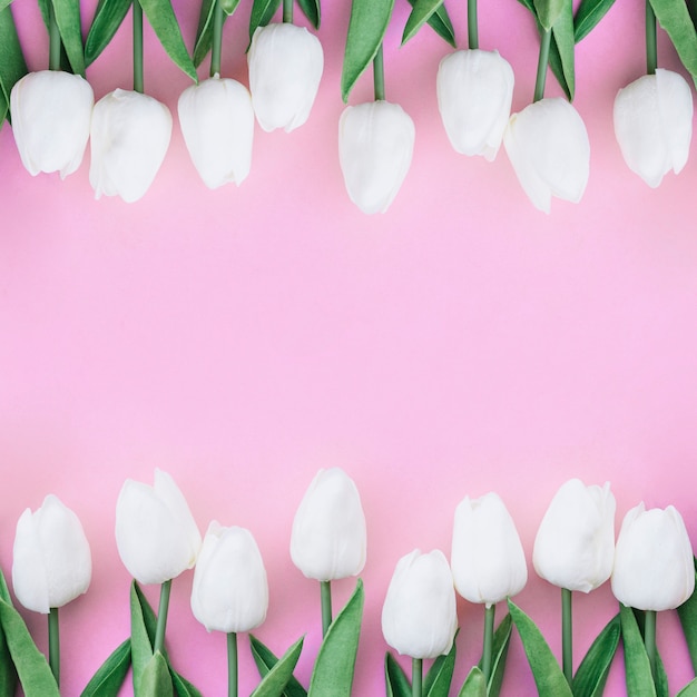 mooie symmetrische compositie met witte tulpen op pastel roze achtergrond