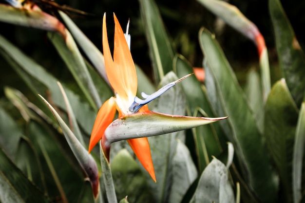 Gratis foto mooie tropische bloem met vage achtergrond