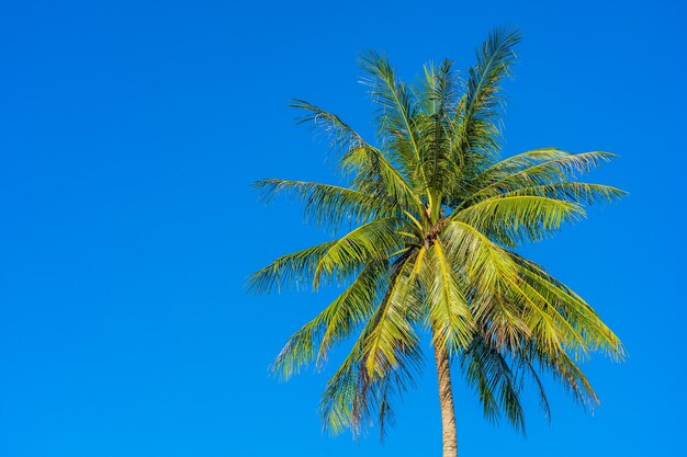 Mooie tropische kokospalm met blauwe hemel en witte wolk