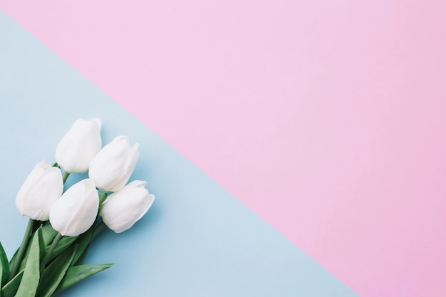 Mooie tulpen boeket op blauwe en roze achtergrond met ruimte aan de rechterkant