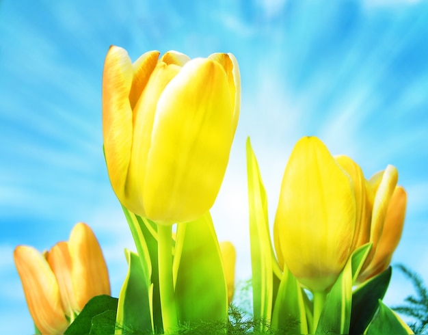 Mooie tulpen met zon achtergrond