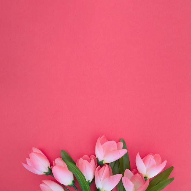 Gratis foto mooie tulpen op roze achtergrond