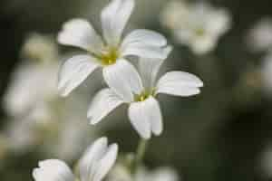 Gratis foto mooie wazige bloemen in de natuur