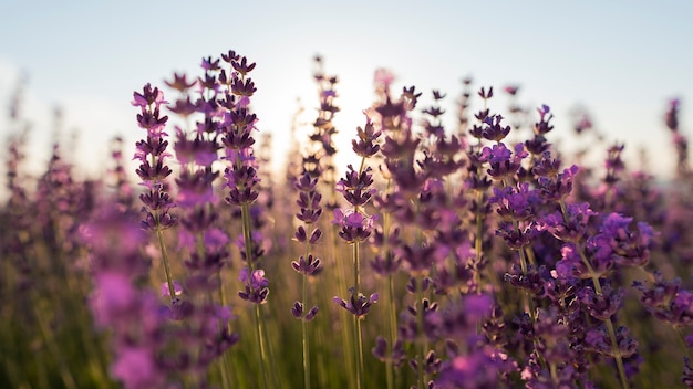 Gratis foto mooie wazige lavendelbloemen