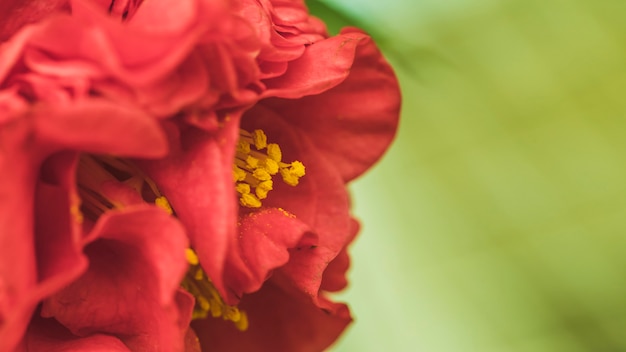 Mooie wijnige verse bloemen met gele stampers