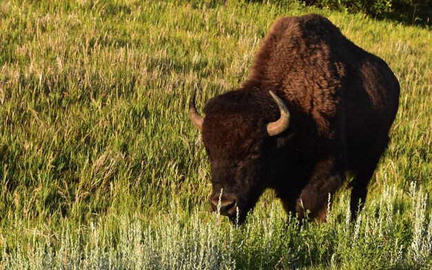 Mooie wilde amerikaanse bizons grazen in een met gras gevuld veld en weide.