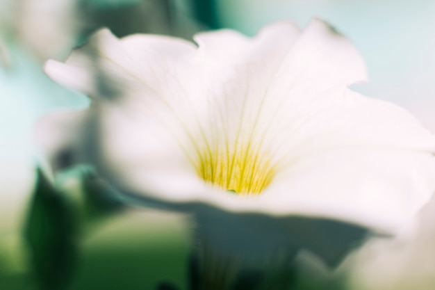 Mooie witte bloem die in tuin bloeit