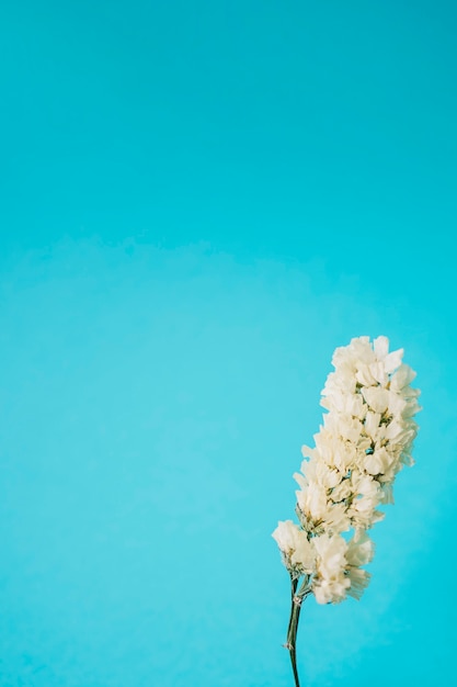 Mooie witte bloem op blauw