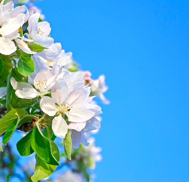 Mooie witte bloemen op blauwe hemel