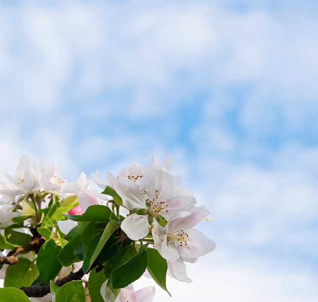 mooie witte bloemen op blauwe hemel