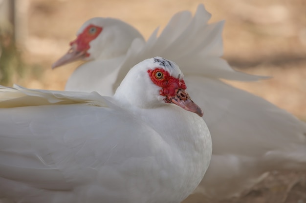 Mooie witte eenden zitten