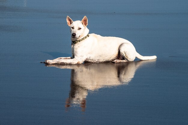 Mooie witte metgezel hond zitten met haar reflectie in het water