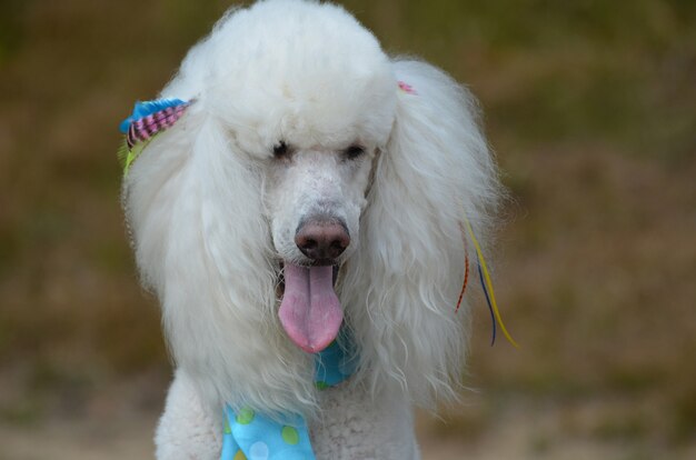 Mooie witte standaard poedel hond verzorgd.