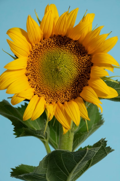 Gratis foto mooie zonnebloem in studiostilleven