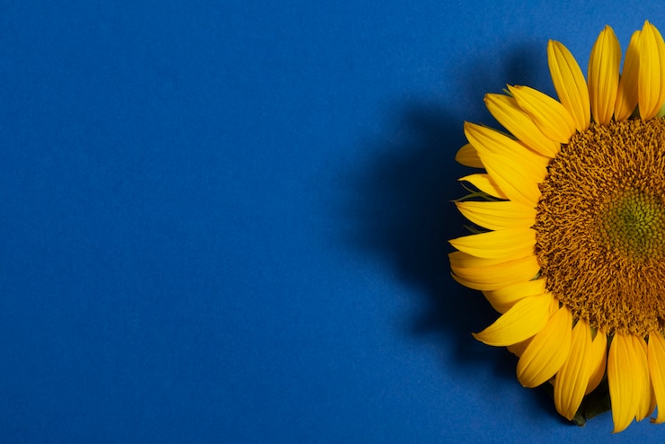 Gratis Foto mooie zonnebloem in studiostilleven