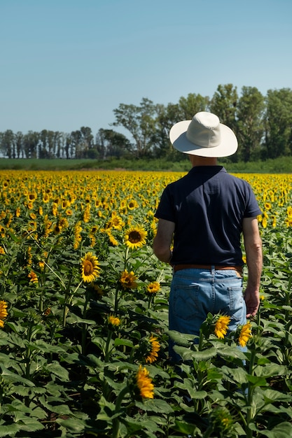 Gratis foto mooie zonnebloemen buiten stilleven