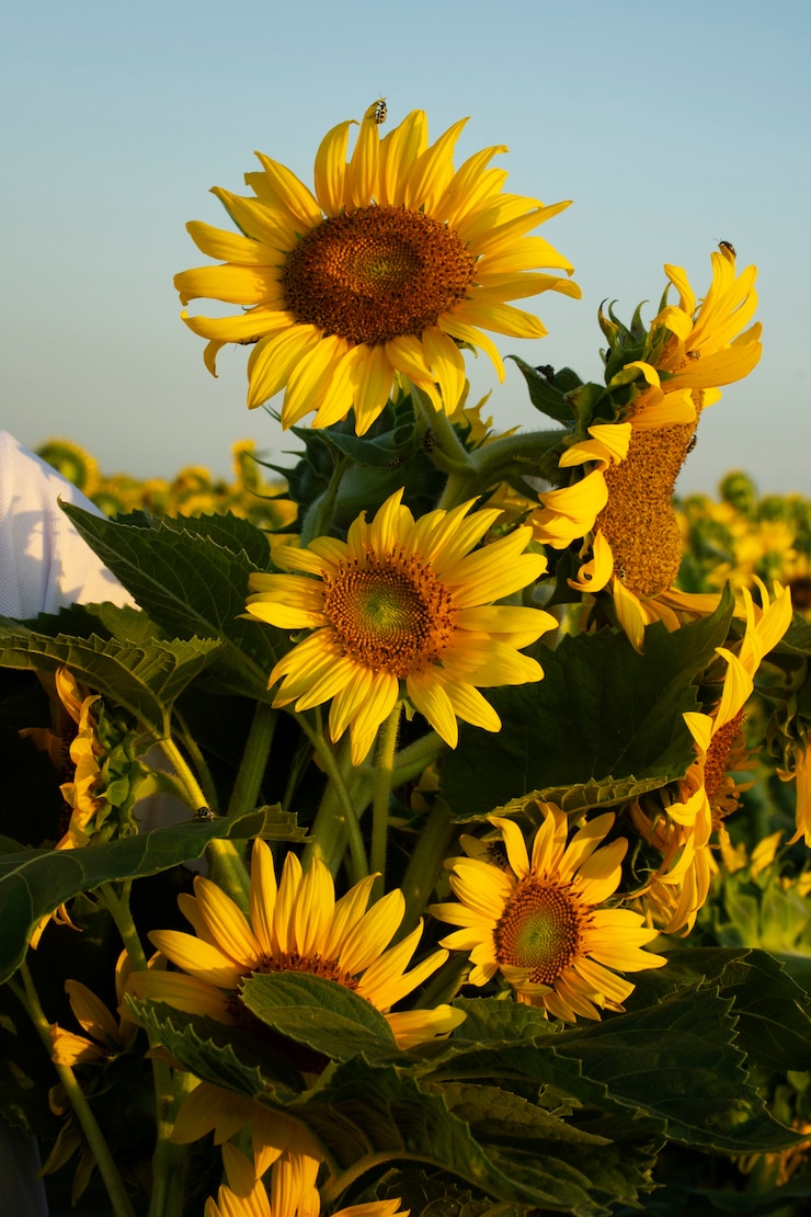 Gratis Foto mooie zonnebloemen buiten stilleven