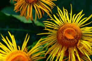 Gratis foto mooie zonnebloemen in de tuin
