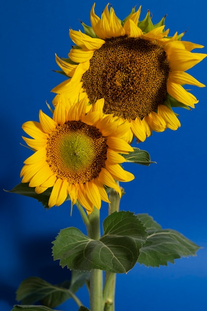 Gratis foto mooie zonnebloemen in studiostilleven