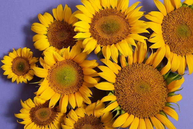 Mooie zonnebloemen in studiostilleven