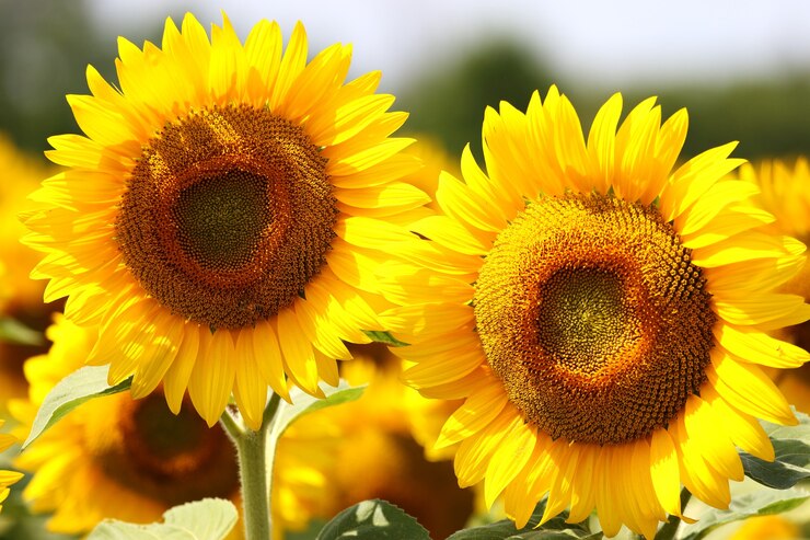 Gratis Foto mooie zonnebloemen