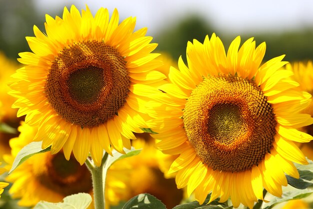 Mooie zonnebloemen