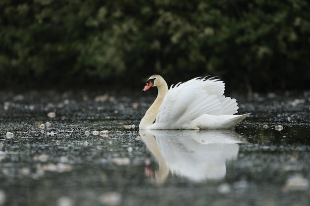 mooie zwaan op een meer geweldige vogel in de natuurhabitat