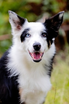 Mooie zwart-witte border collie-hond