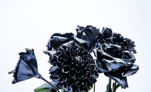 Mooie zwart zilveren bloem. zilverzwarte chrysant en roze bloem. gemetalliseerd antiek decor. vintage en retro. rijkdom en rijkdom. bloemisterij bedrijf. grunge-schoonheid. geïsoleerd op wit.