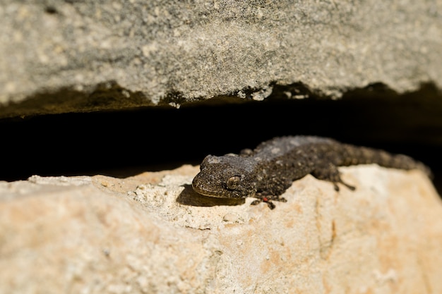 Moorse gekko, Tarentola mauritanica, zonnebadend en de huid afwerpen.