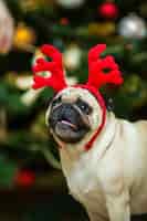 Gratis foto mopshond met edelhertgewei. blije hond. kerst pug hond. kerststemming. een hond in het appartement.