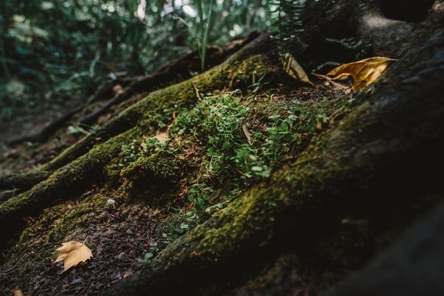 Moss in het bos