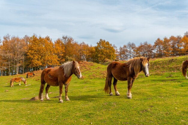 Mount erlaitz met prachtige paarden in vrijheid in de stad irun, gipuzkoa. baskenland