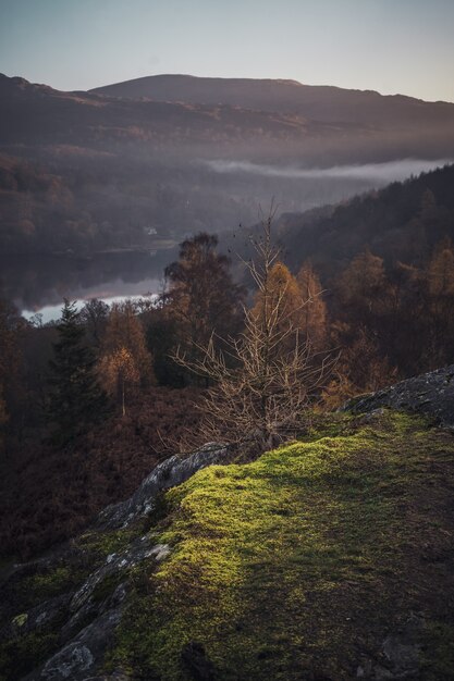 Mysterieus shot van een enkele droge struik op een achtergrond van een mistig bos met een meer in Lake District