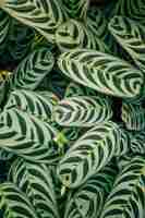 Gratis foto naadloos exotisch patroon van makoyana van calathea of pauwbladeren