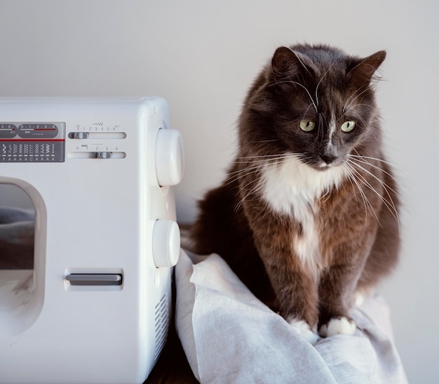 Gratis foto naaimachine en kat vooraanzicht